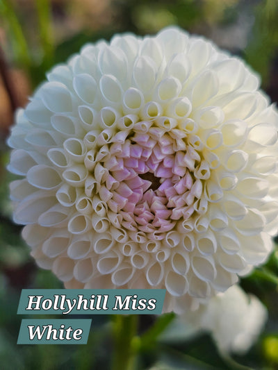 Hollyhill Miss White