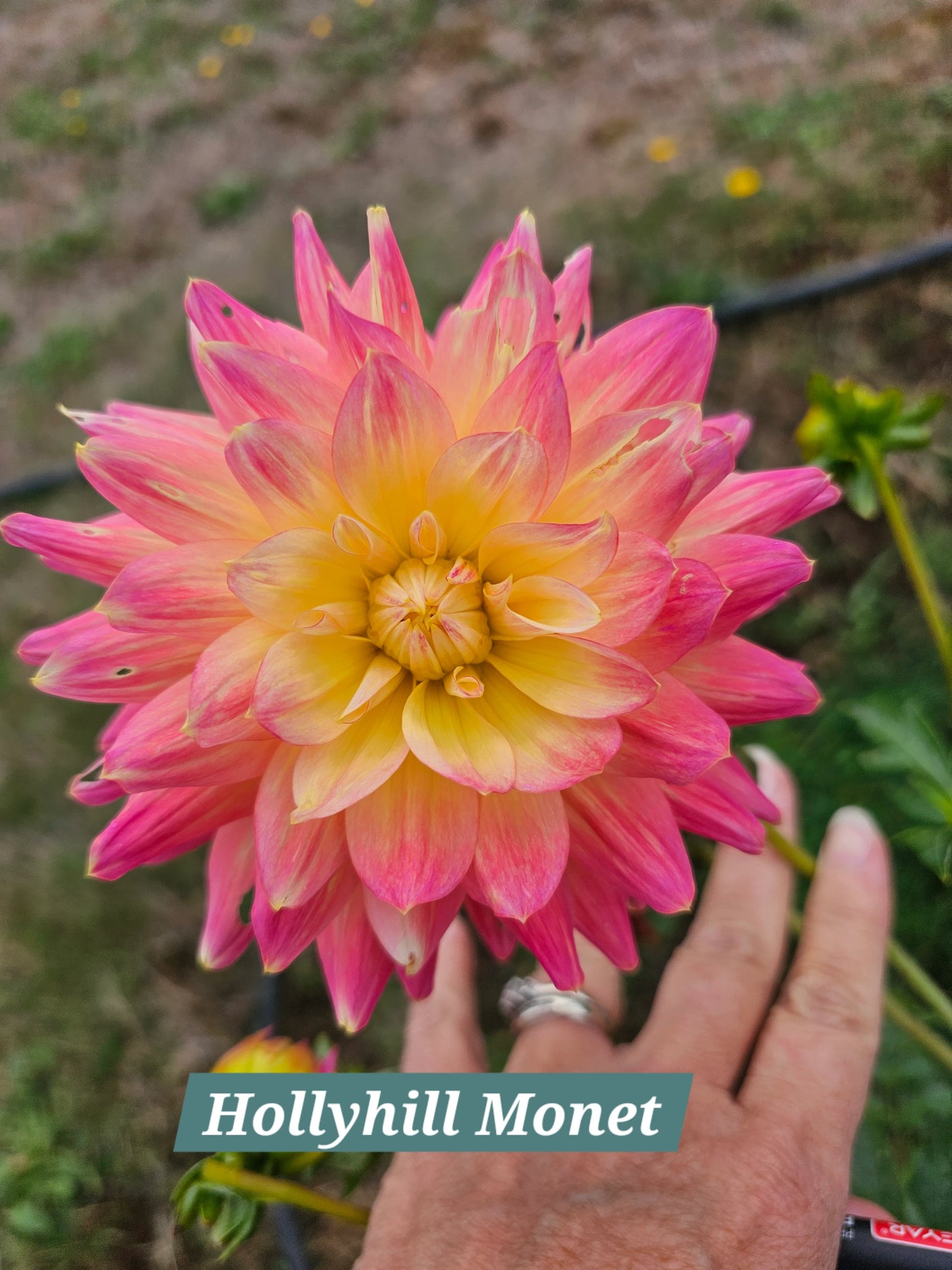 Hollyhill Monet