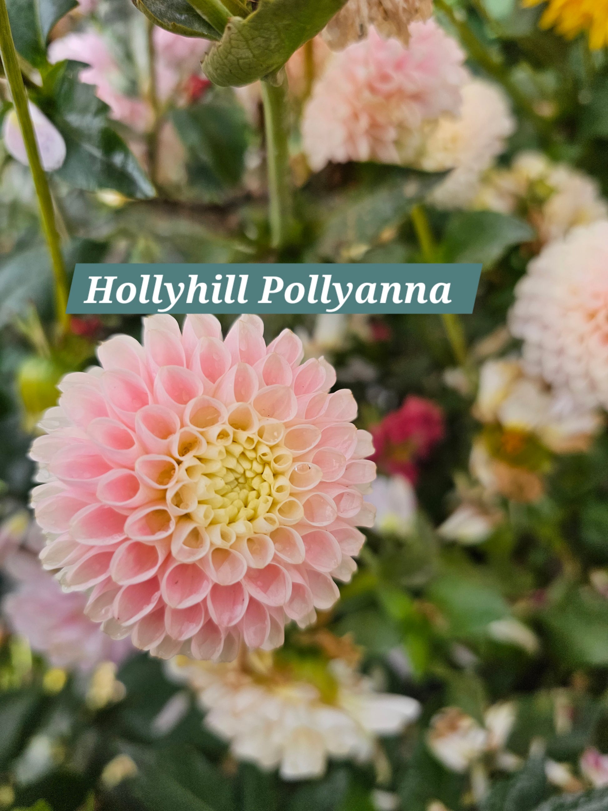 Hollyhill Pollyanna