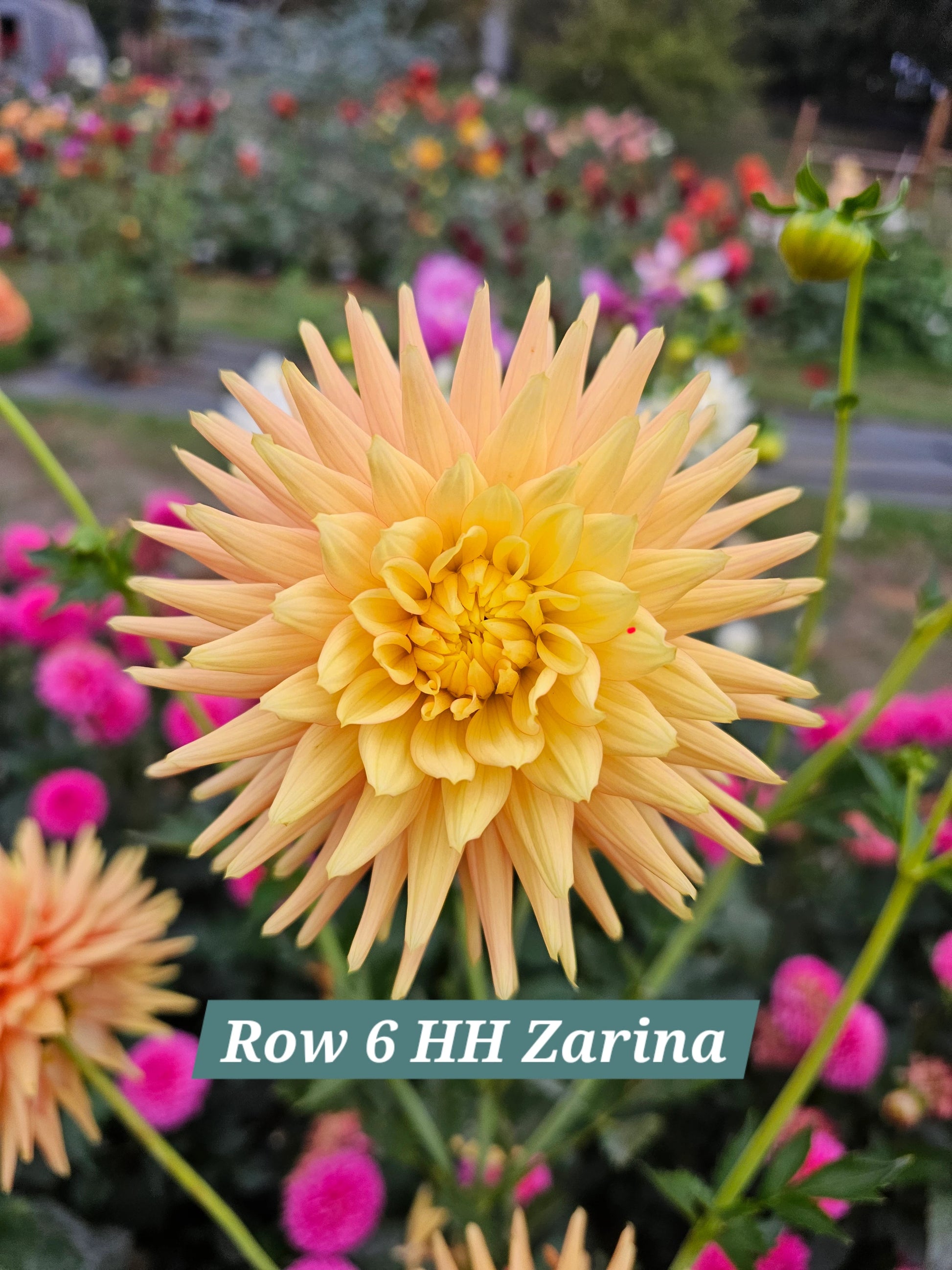 Hollyhill Zarina