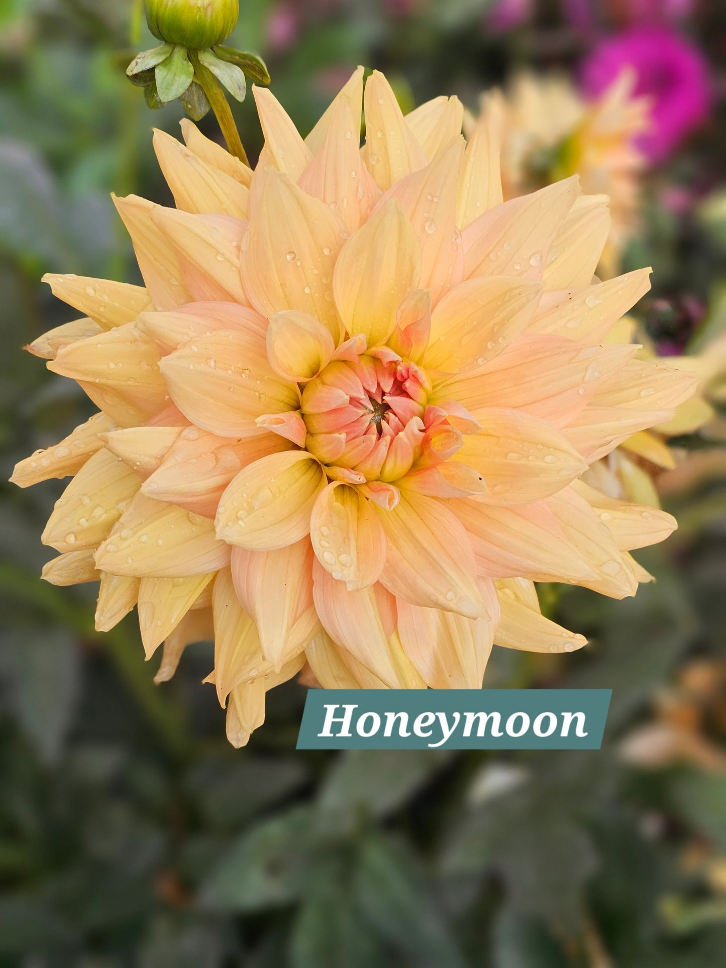 Honeymoon