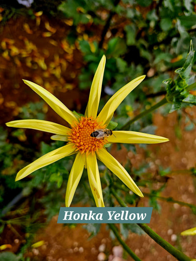 Honka Yellow