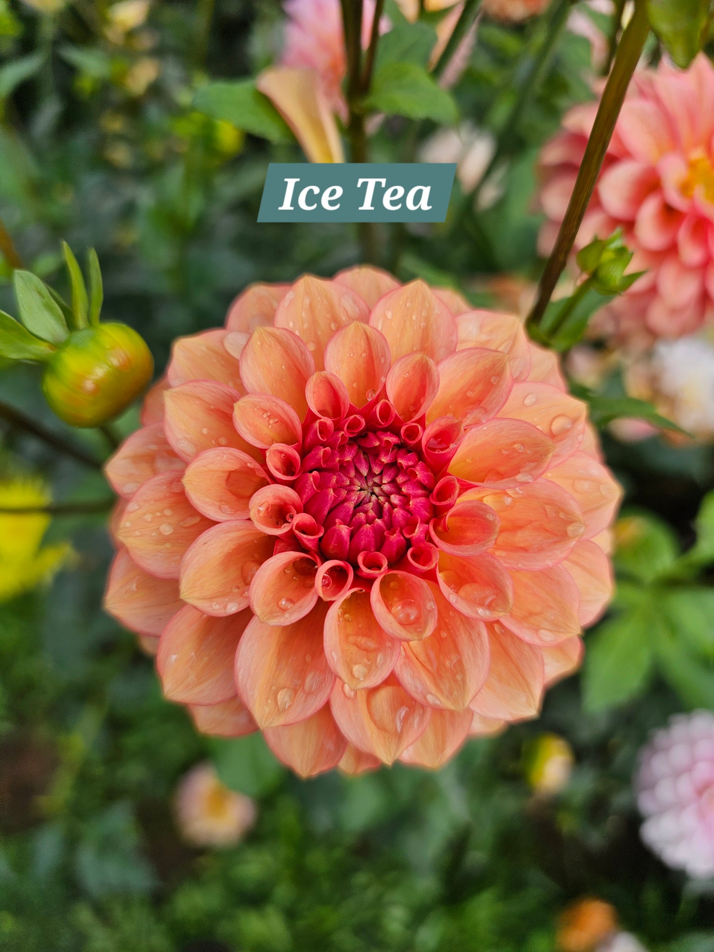 Ice Tea