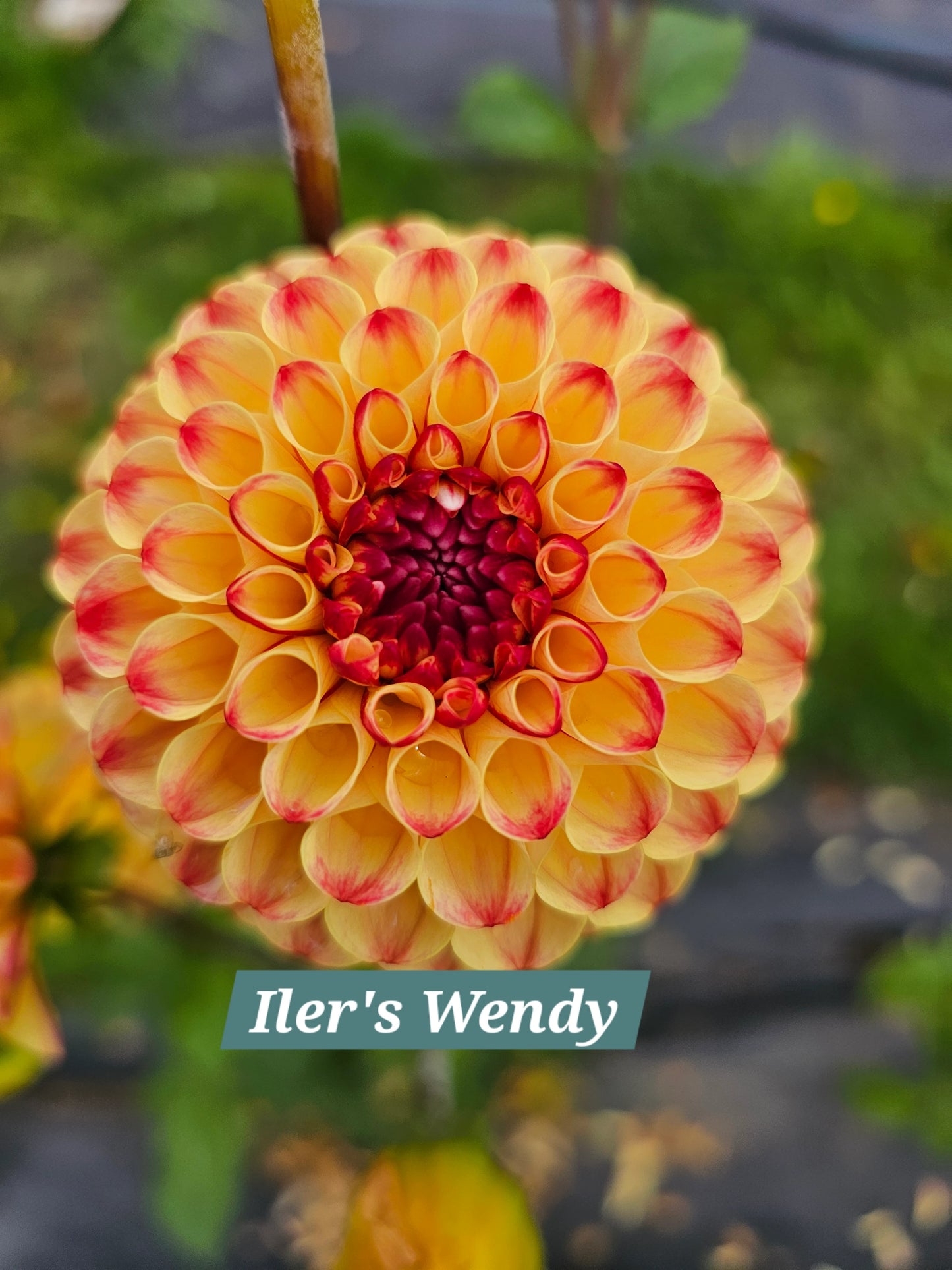 Ilers Wendy