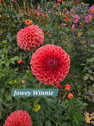 Jowey Winnie
