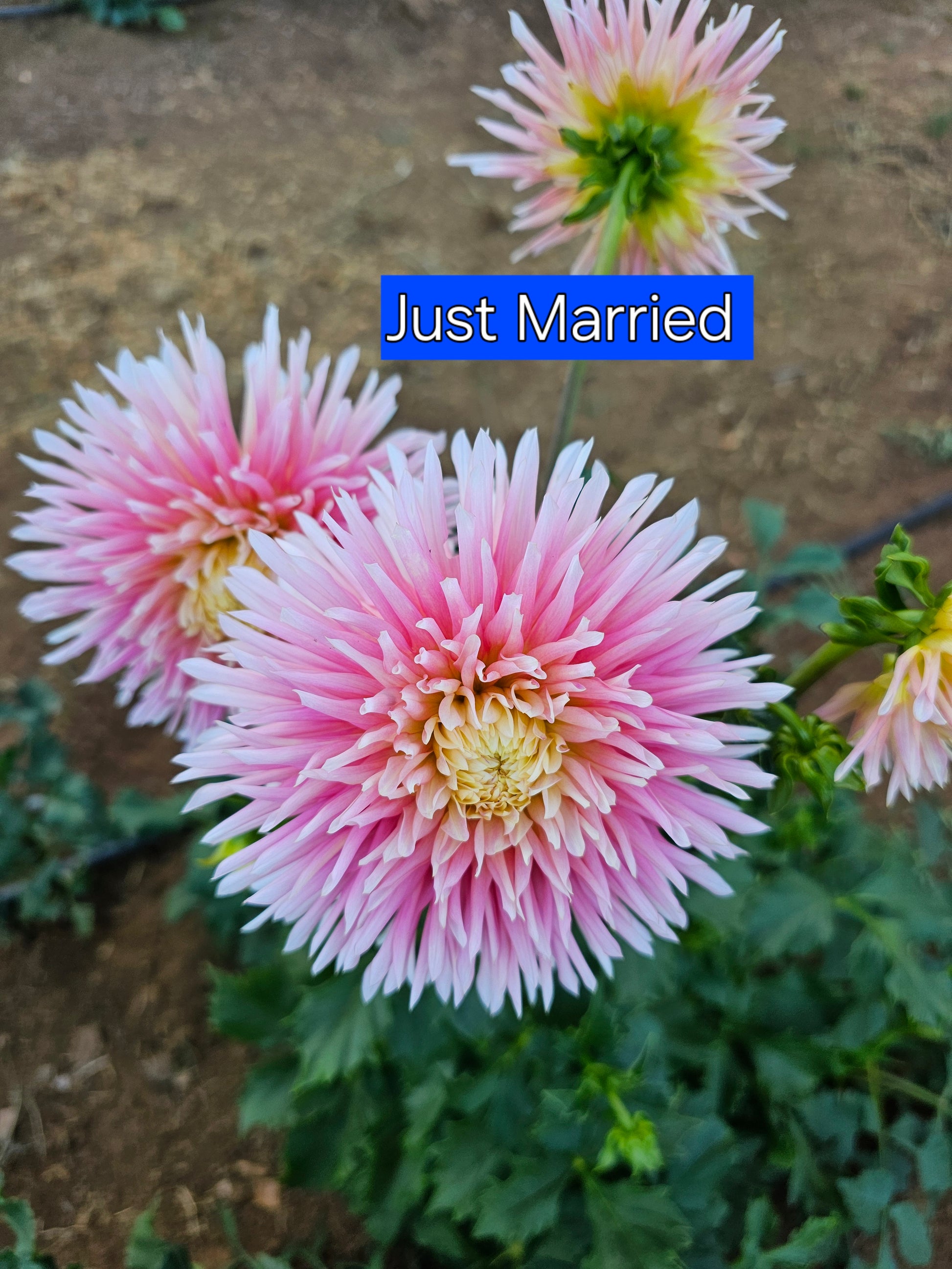 Just Married