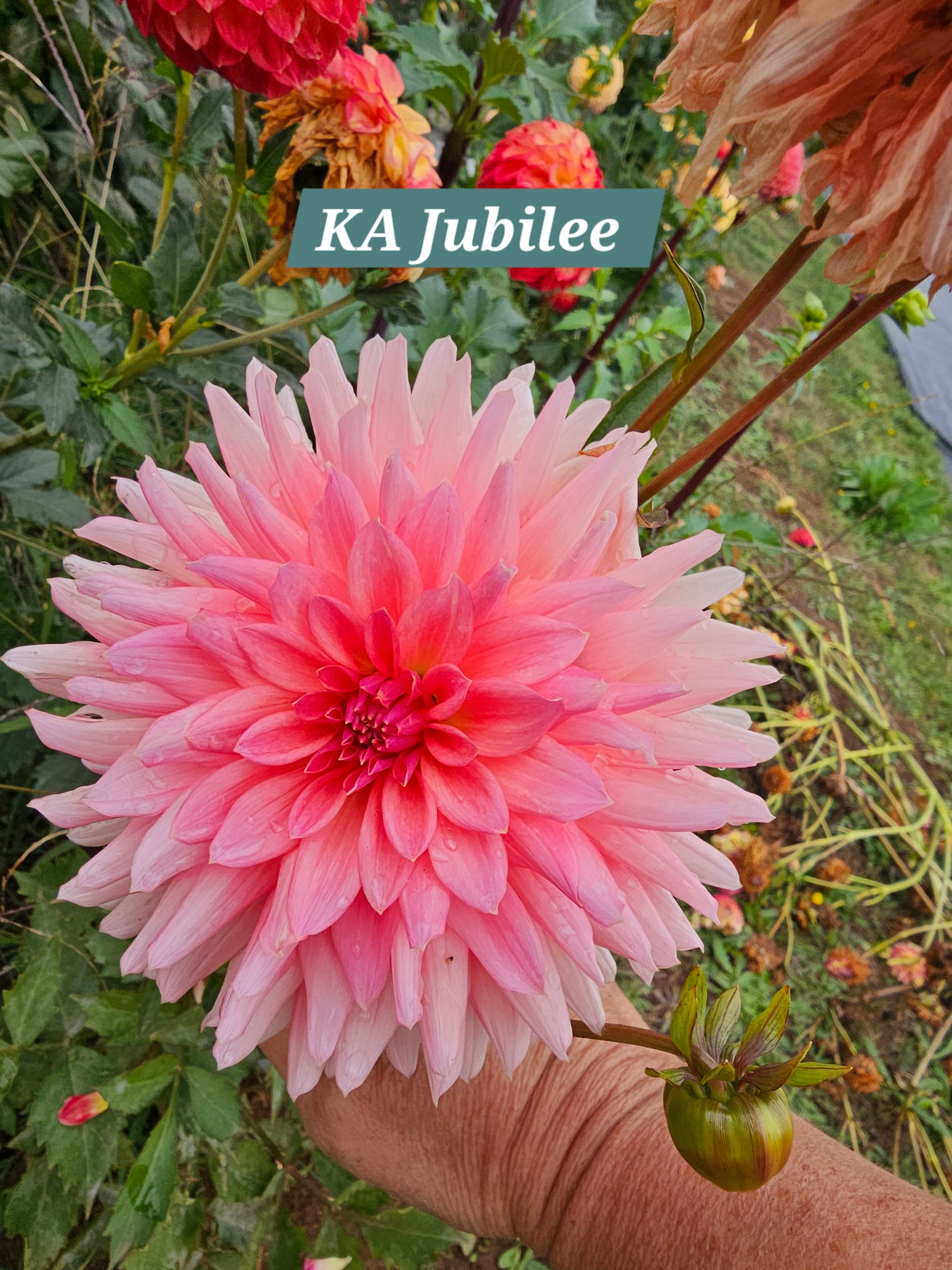 KA Jubilee