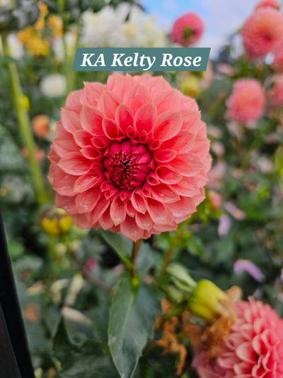 KA Keltie Rose