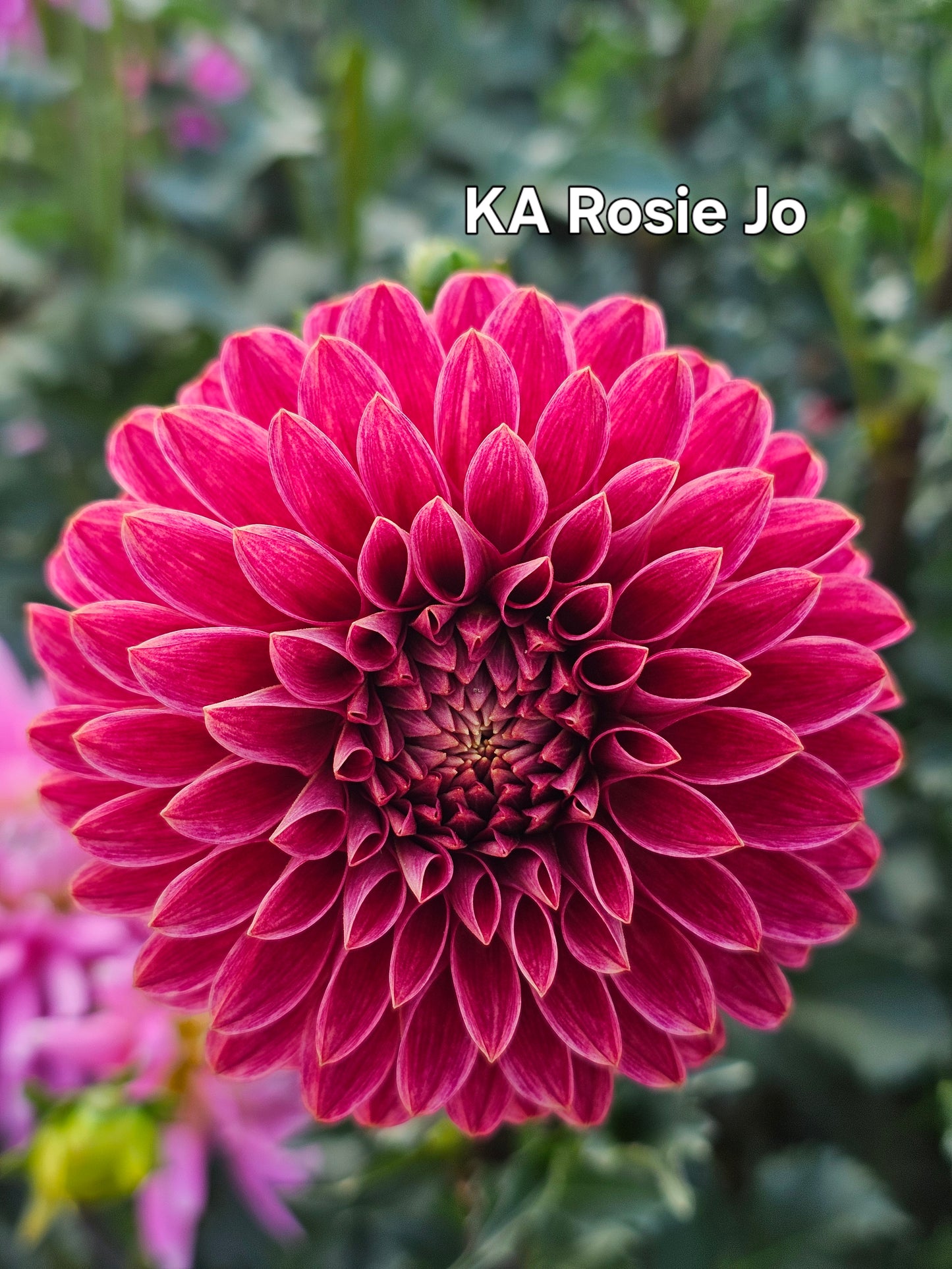 KA Rosie Jo