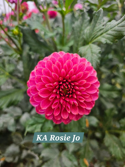 KA Rosie Jo