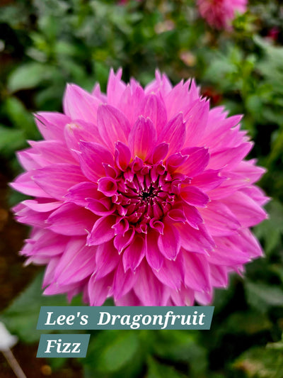Lee's Dragonfruit Fizz