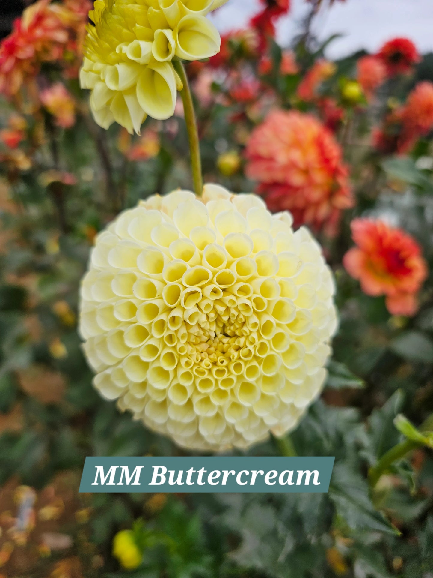 MM Buttercream