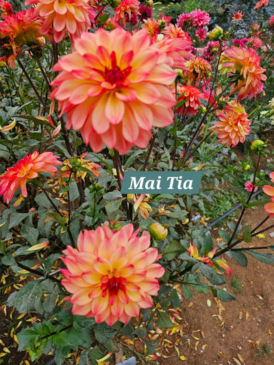 Mai Tai