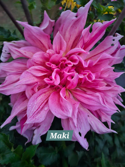 Maki