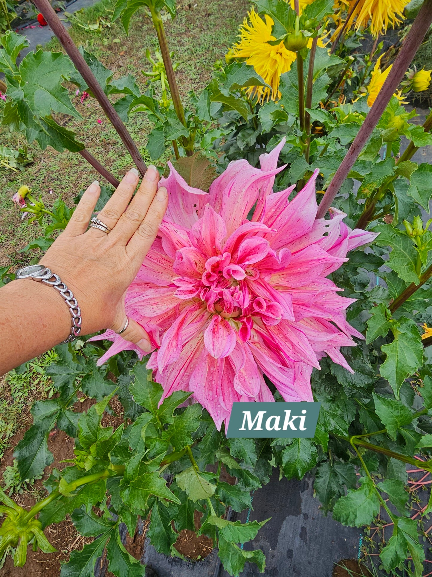 Maki