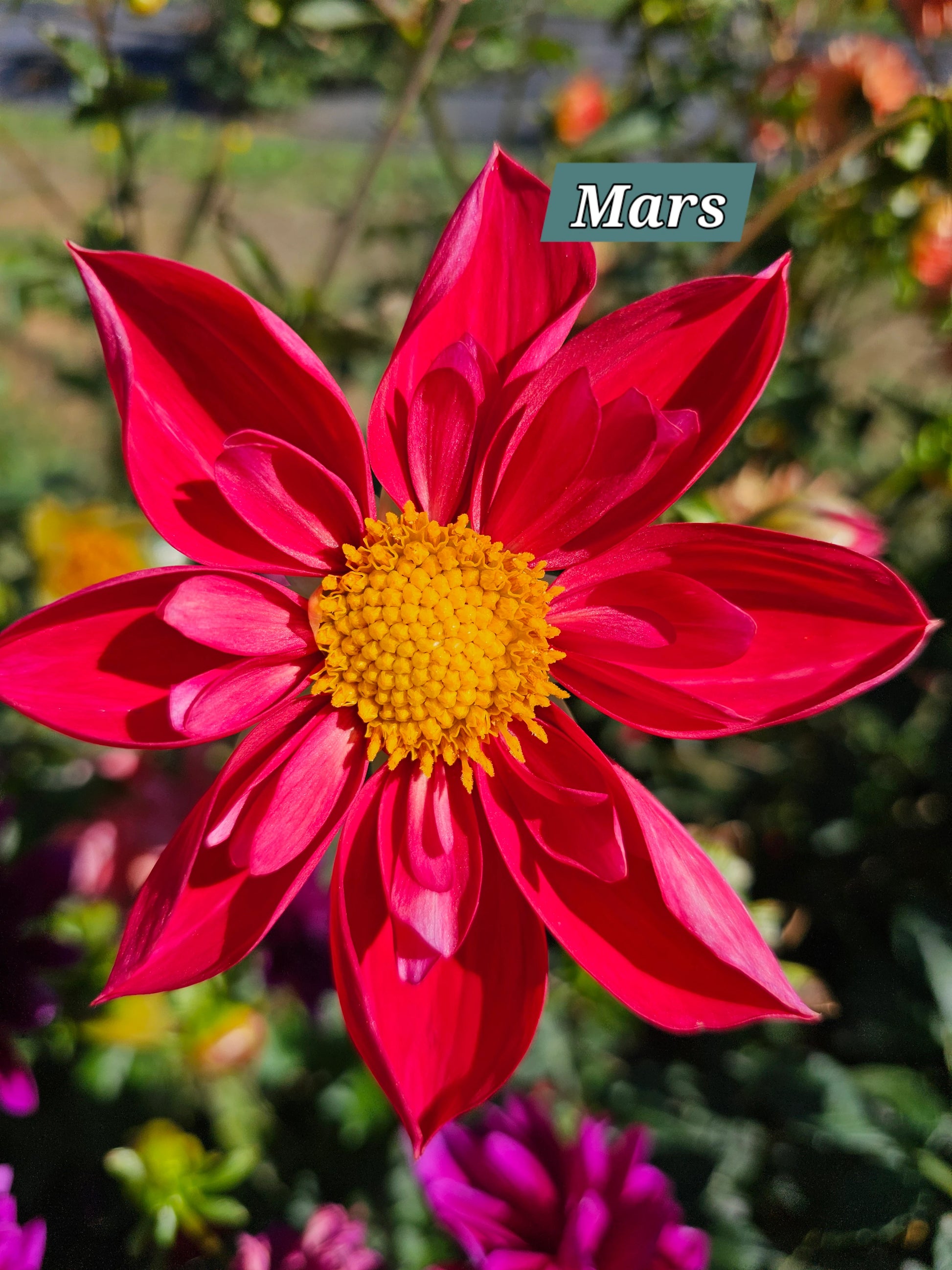 Mars