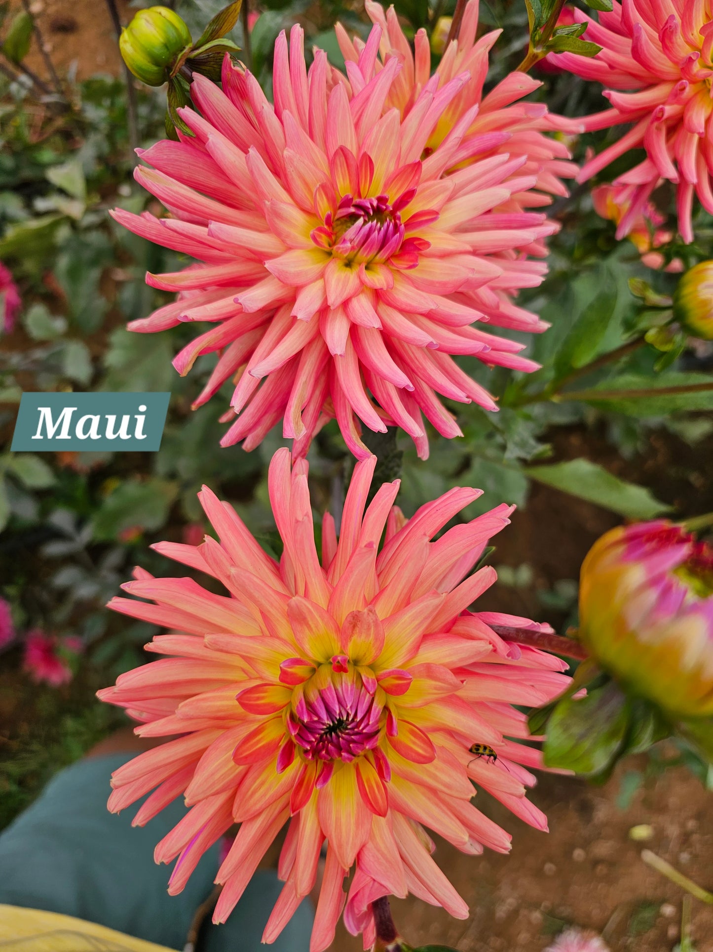 Maui