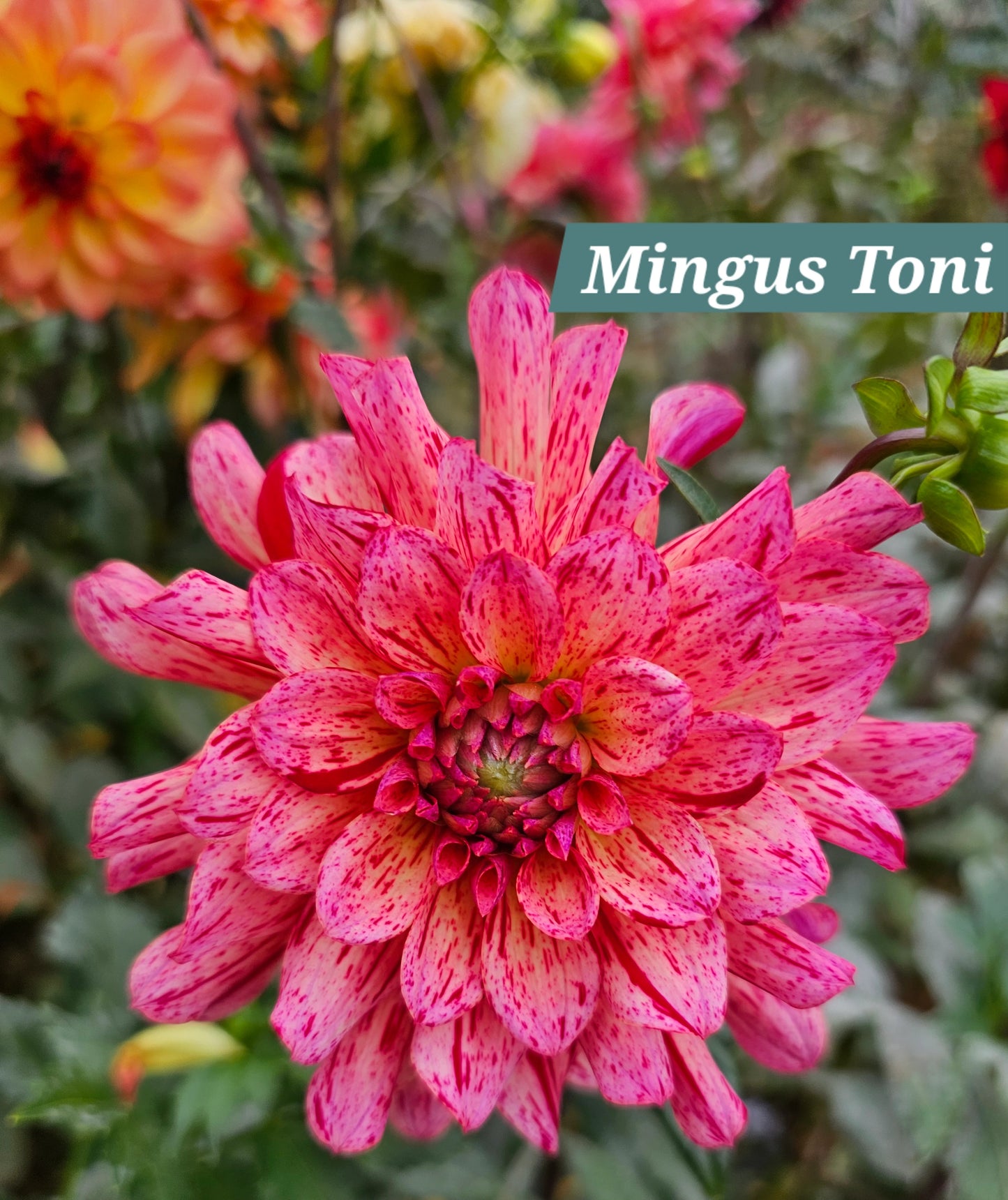 Mingus Toni