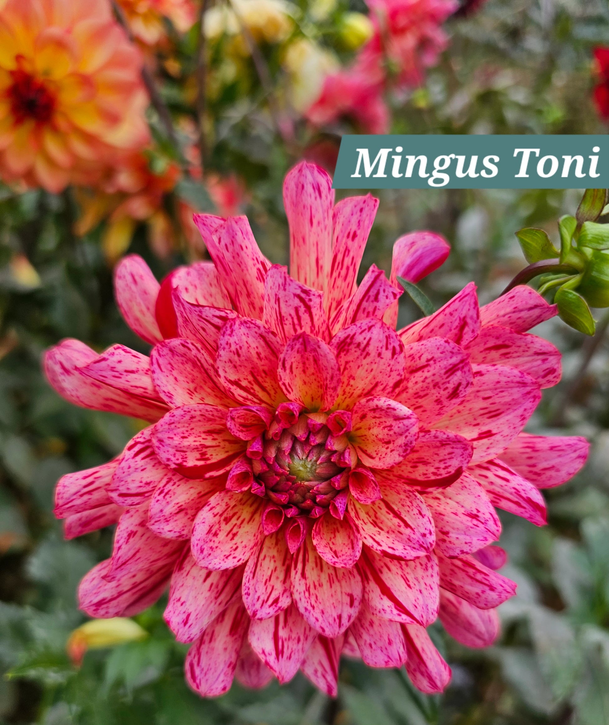 Mingus Toni