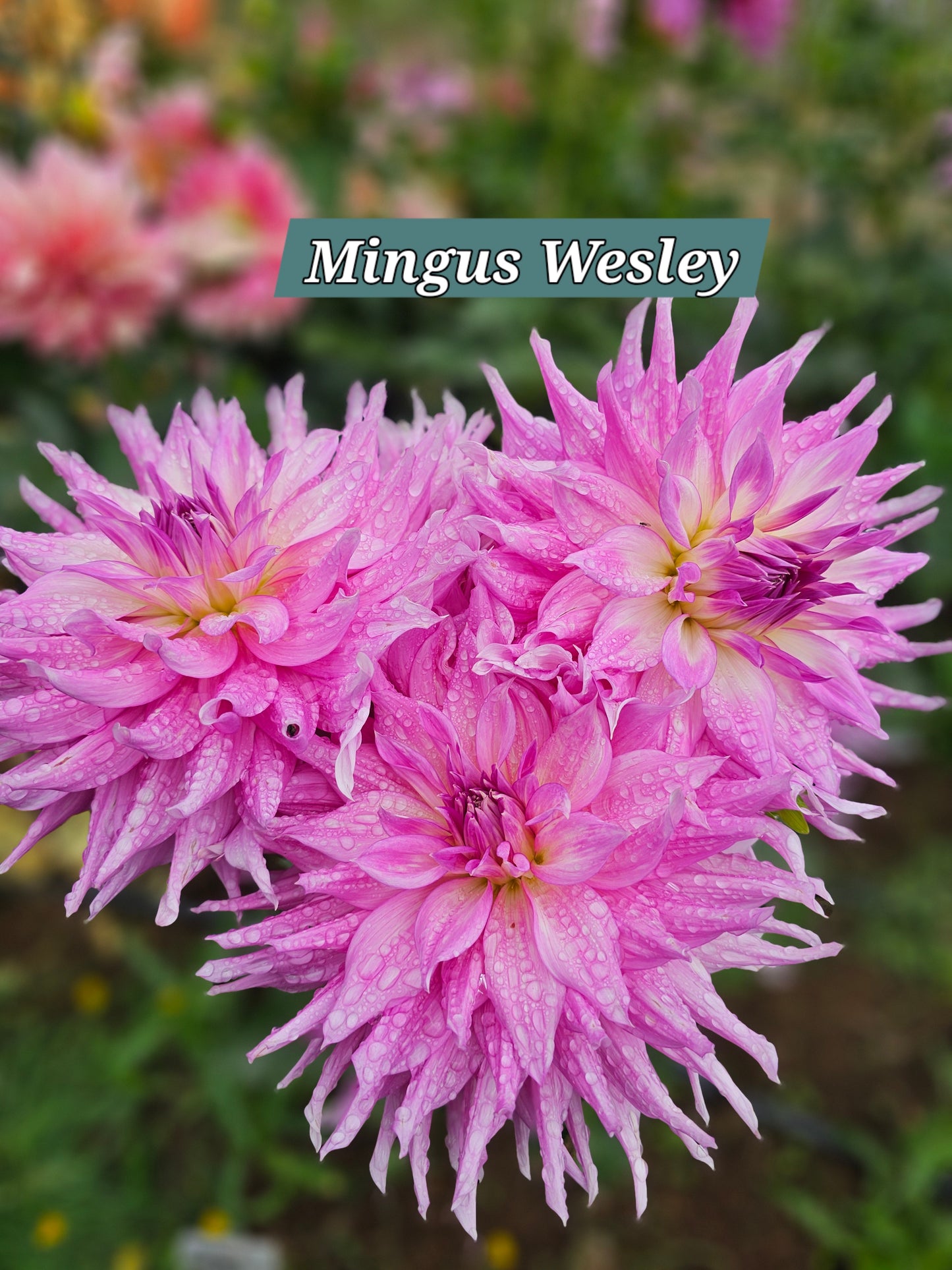 Mingus Wesley