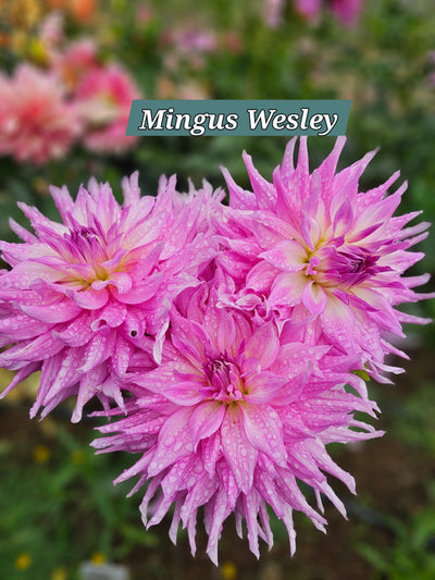 Mingus Wesley