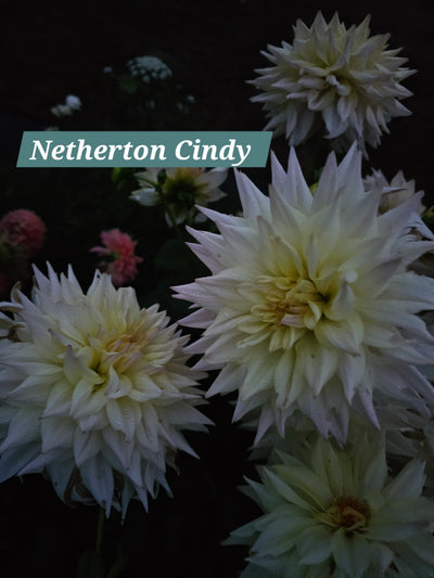 Netherton Cindy