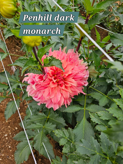 Penhill Dark Monarch