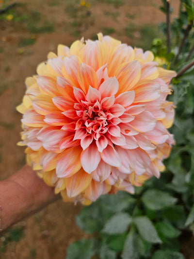Princess Beatrix