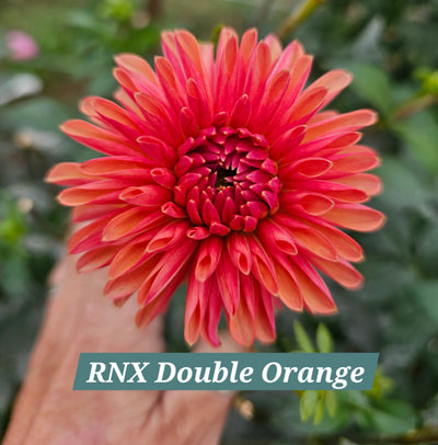 RNX Double Orange