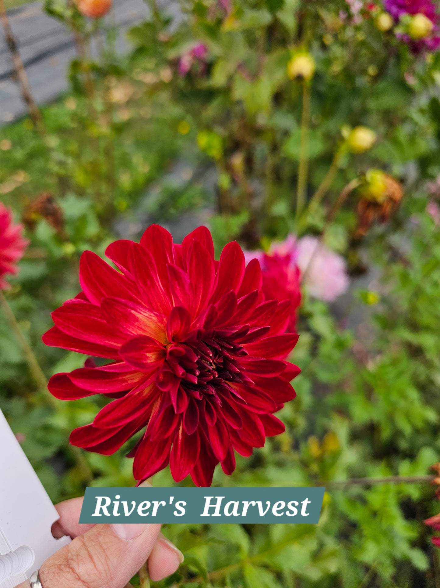 RNX Harvest