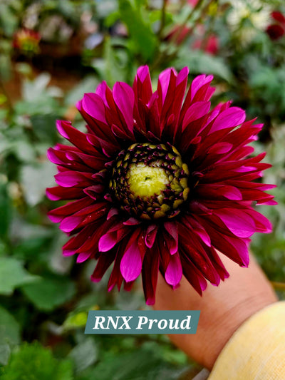 RNX Proud