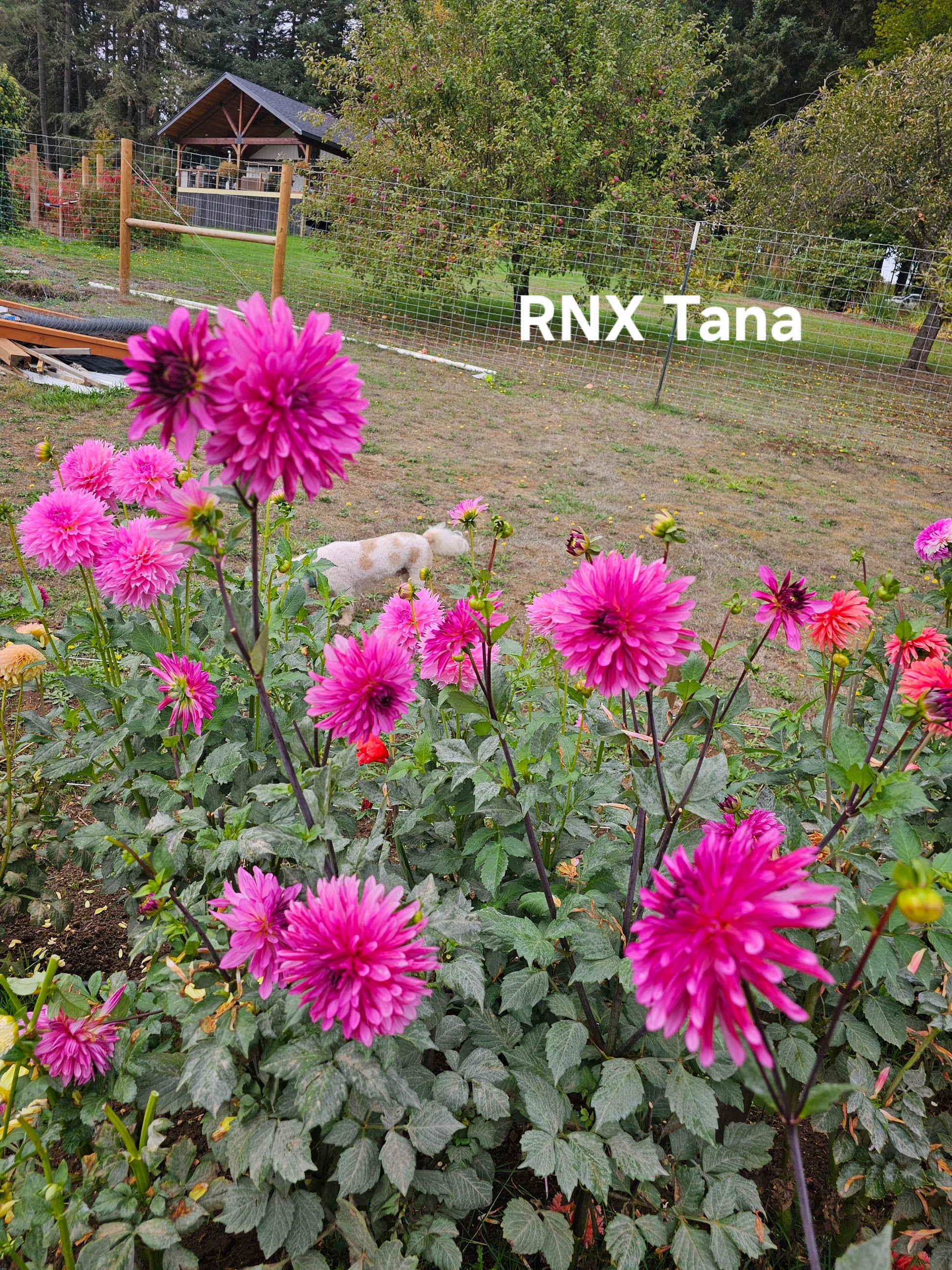RNX Tana