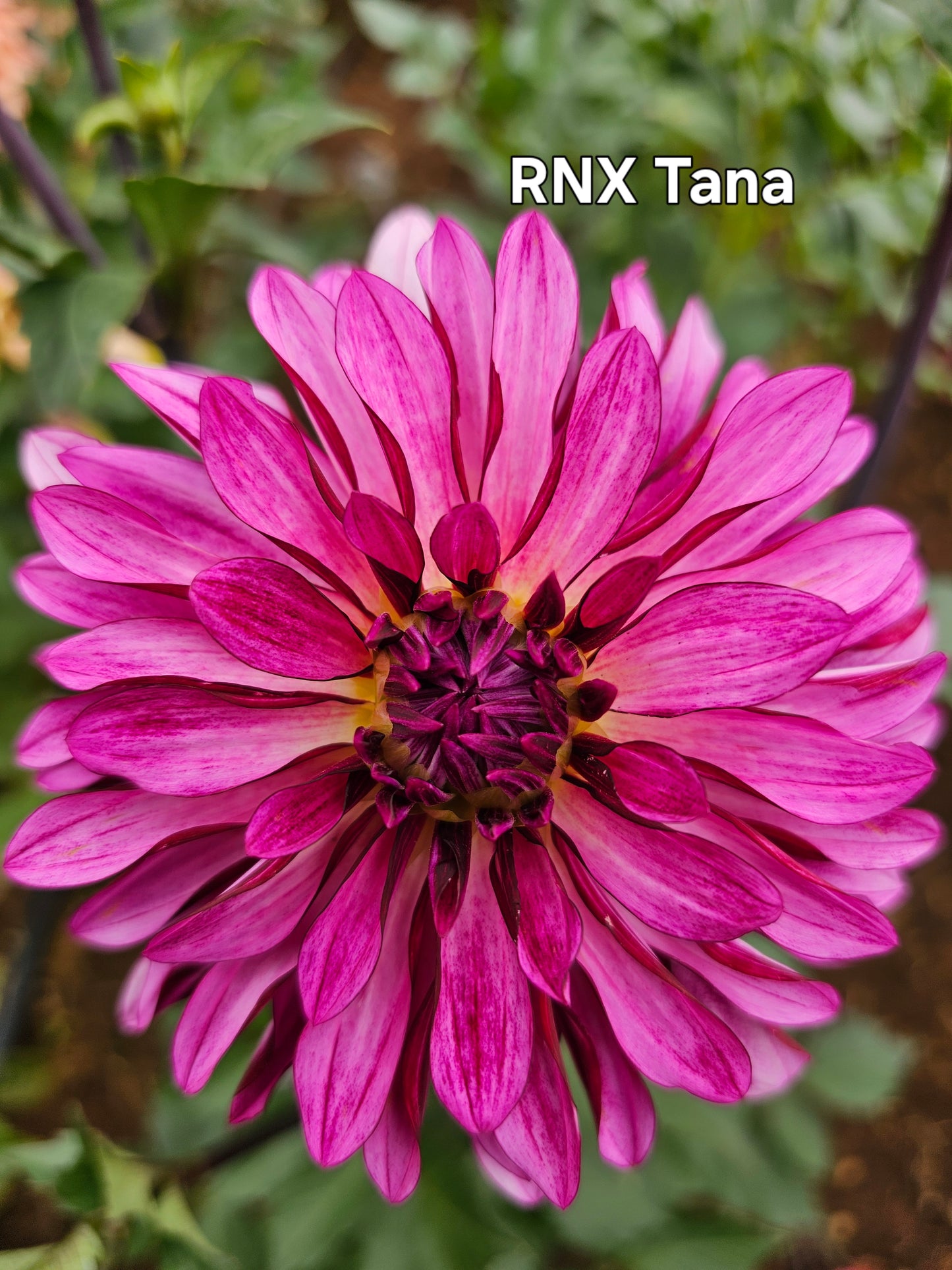 RNX Tana