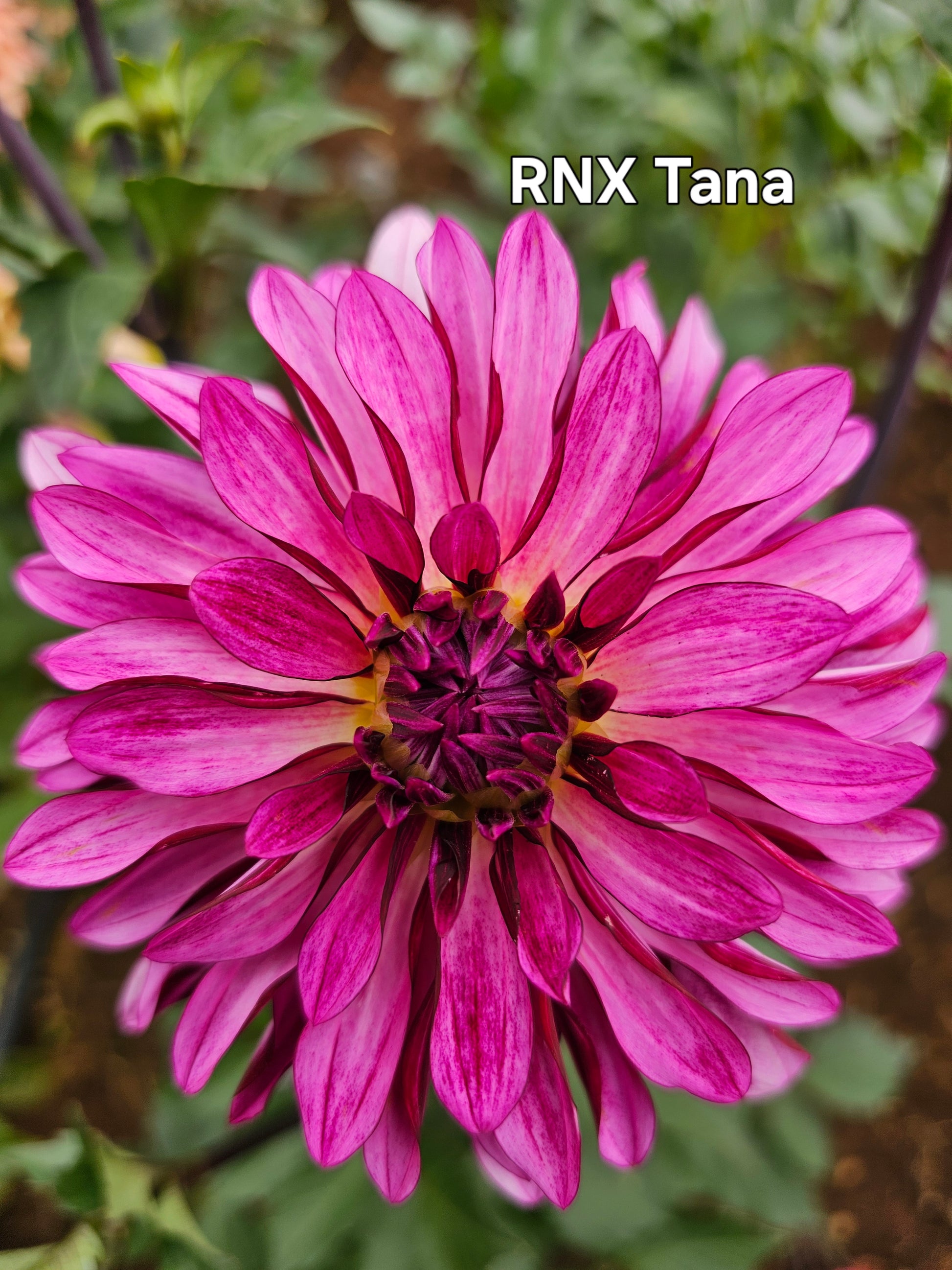 RNX Tana