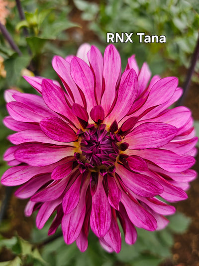RNX Tana
