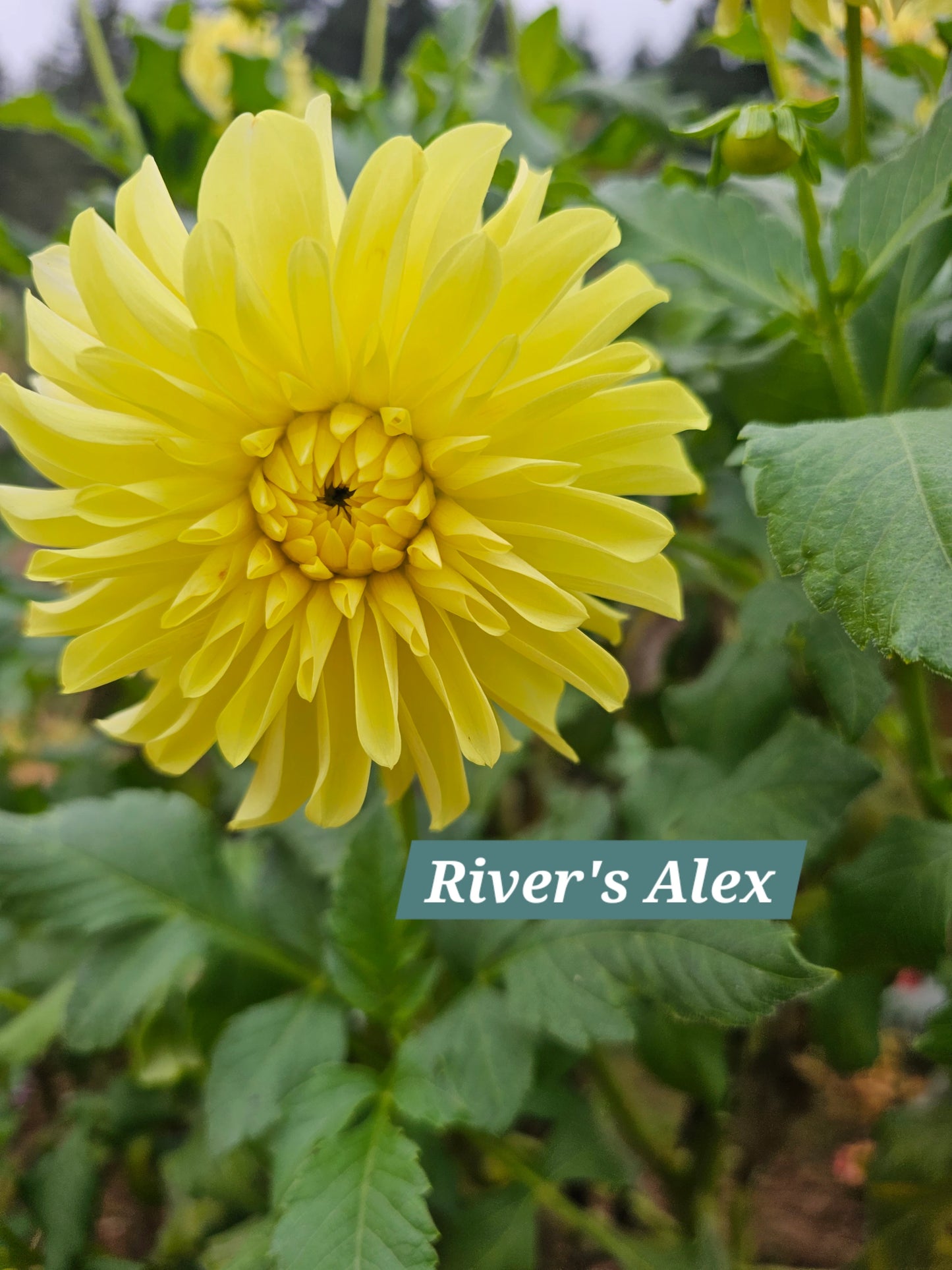 River's Alex