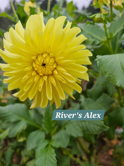 River's Alex