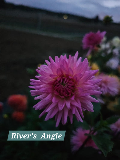 River's Angie