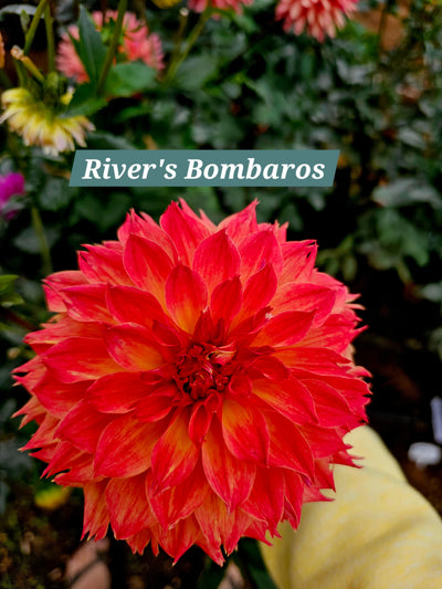 River's Bombaros