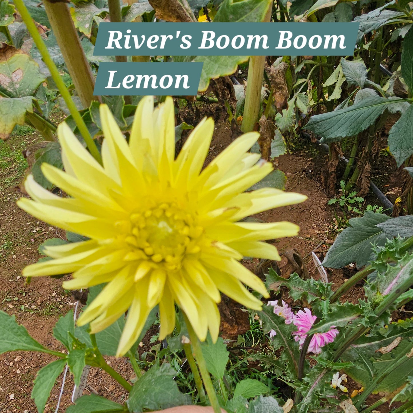 River's Boom Boom Yellow