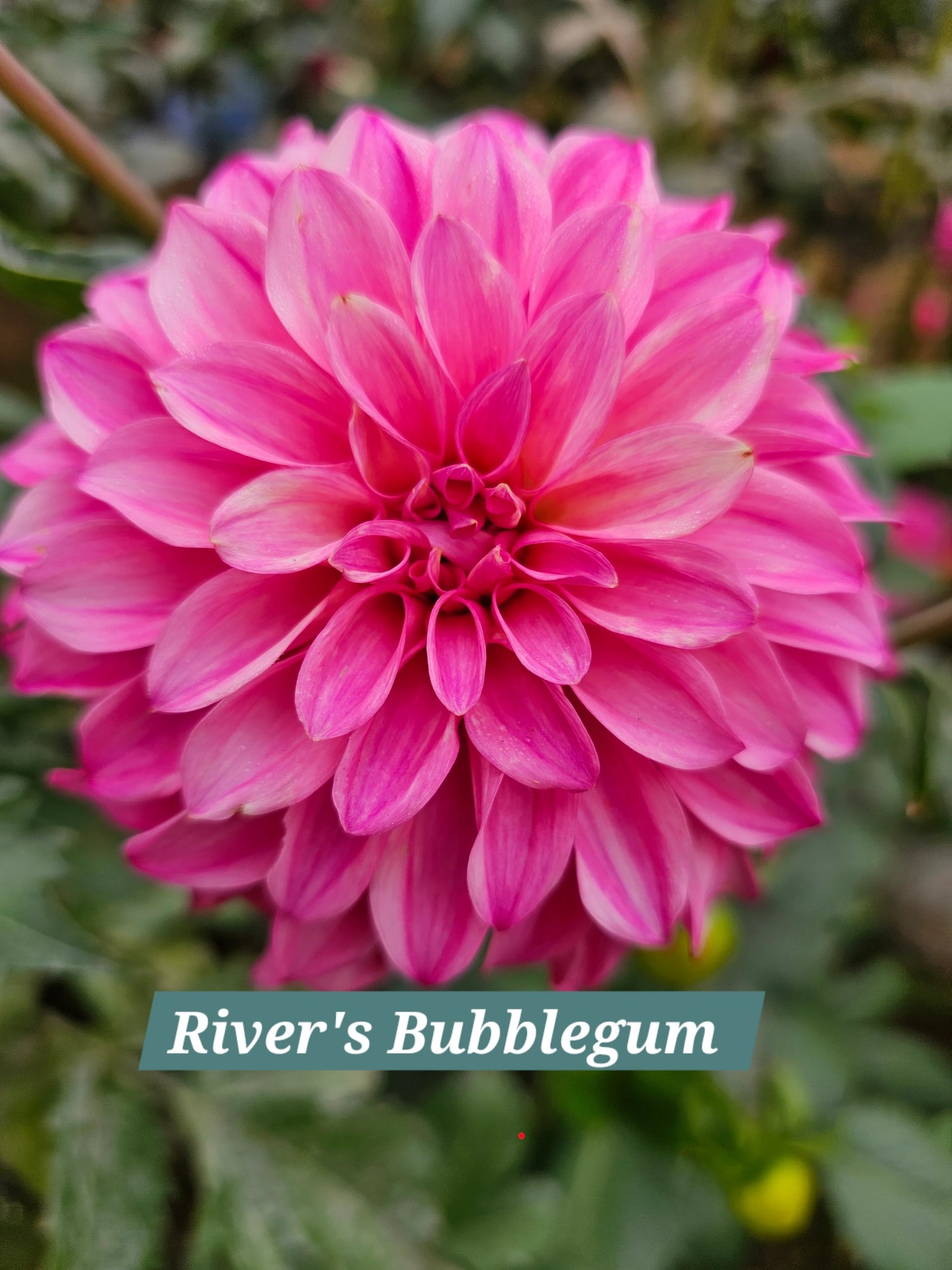 River's Bubble Gum