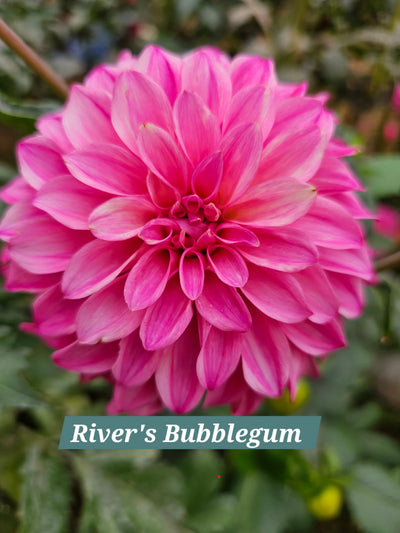 River's Bubble Gum