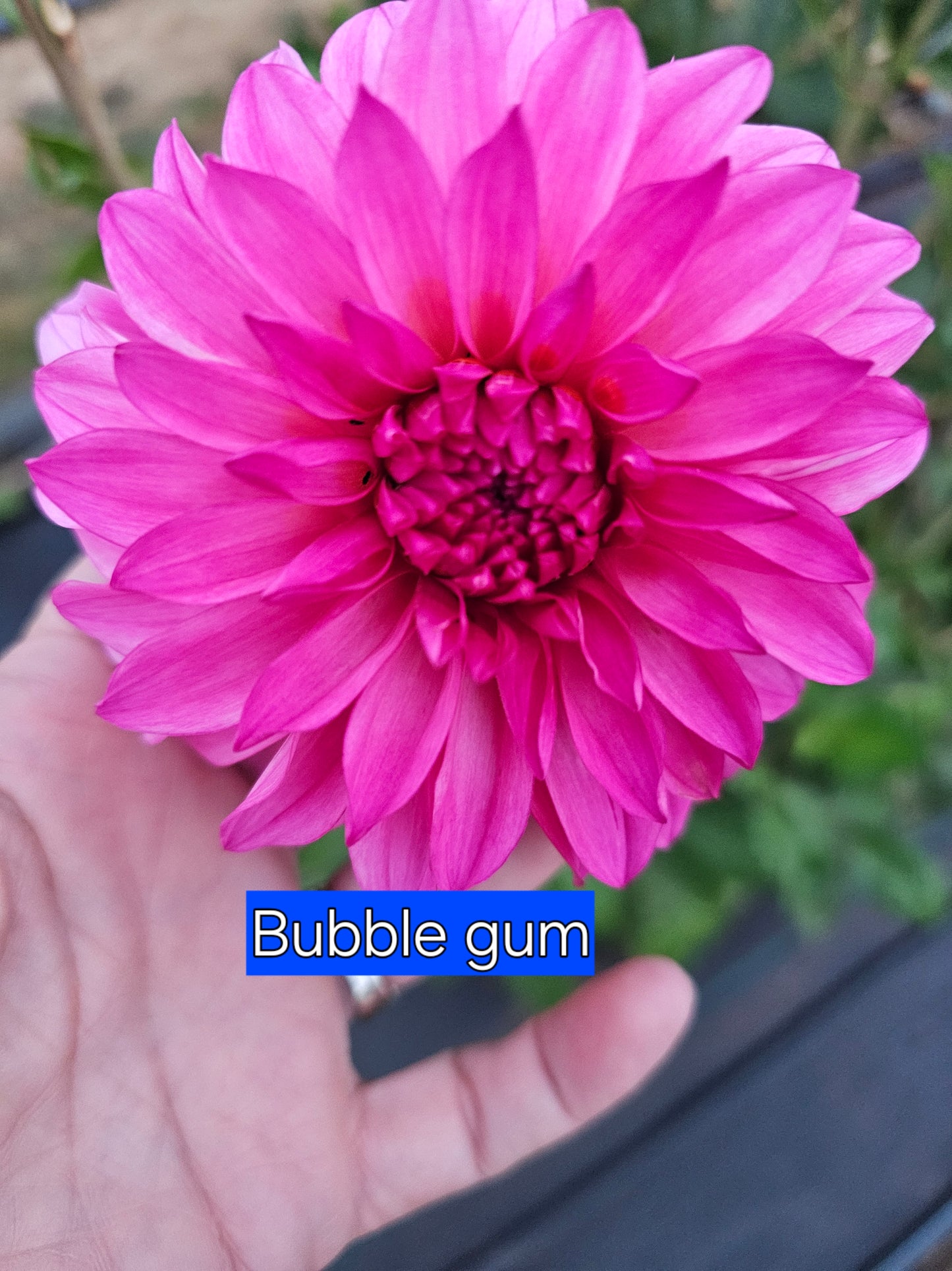River's Bubble Gum