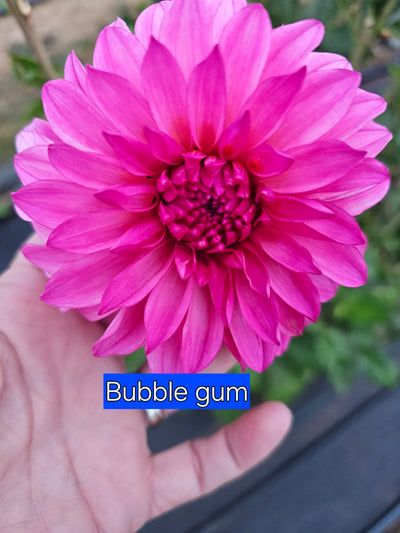River's Bubble Gum