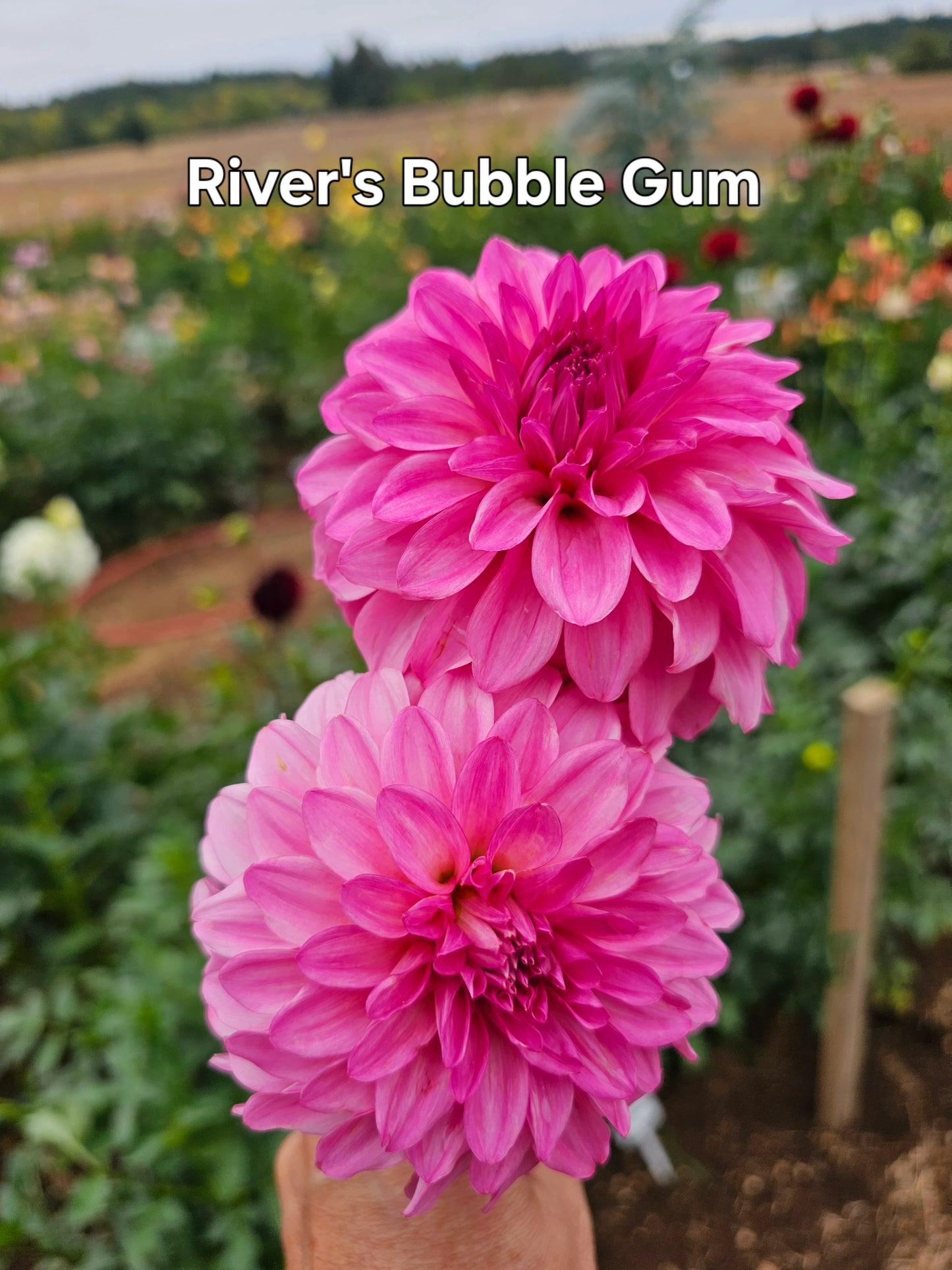 River's Bubble Gum