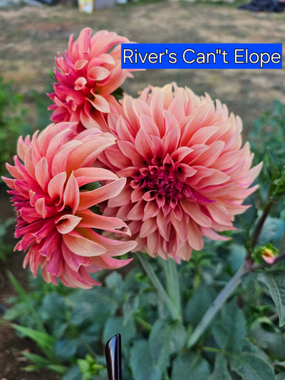 River's Can't Elope