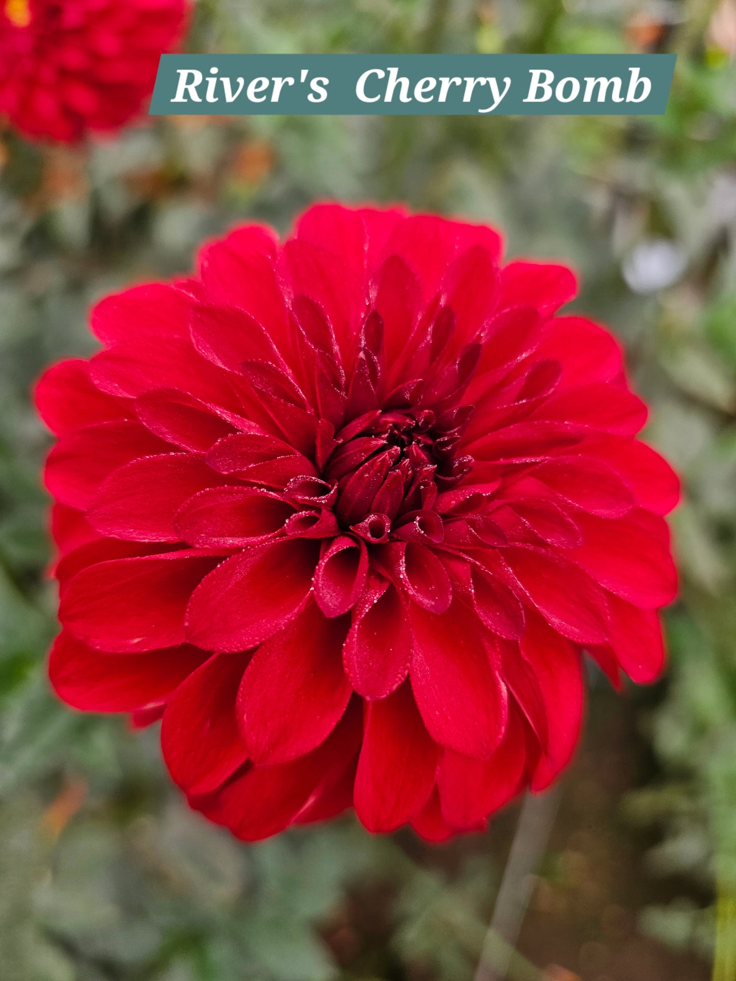 River's Cherry Bomb