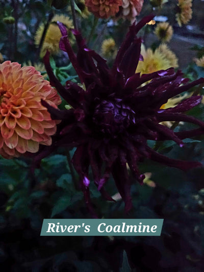 River's Coalmine