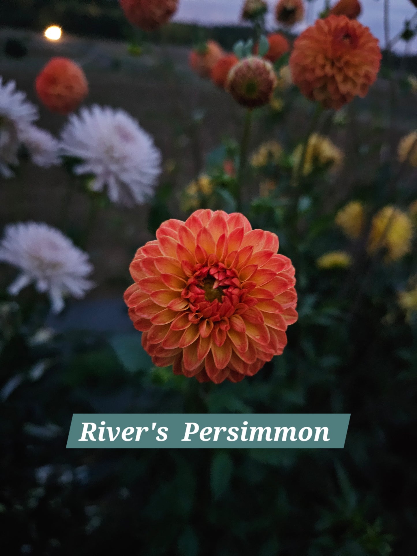 River's Persimmon