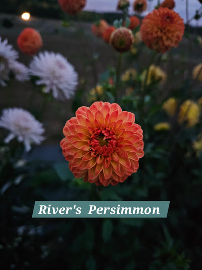 River's Persimmon